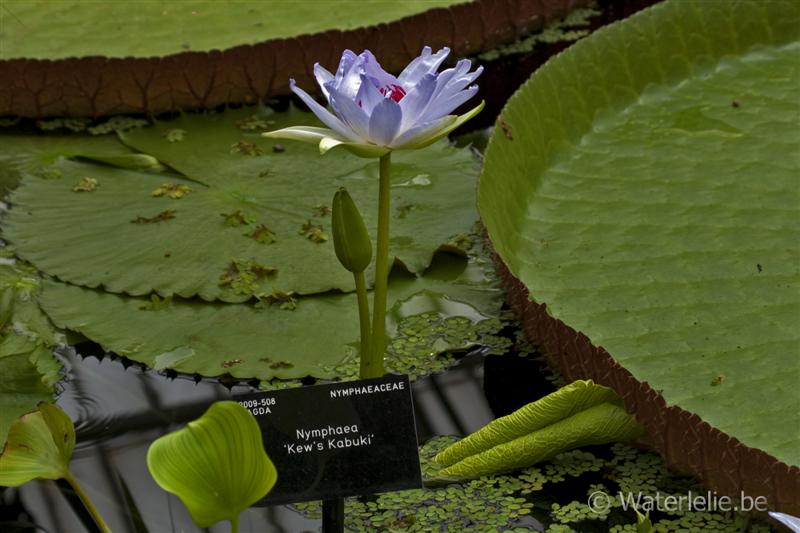 'Kew's Kabuki'.jpg